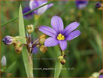 Sisyrinchium angustifolium &#39;Lucerne&#39;