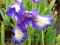 Iris pumila 'Petit Polka'