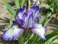 Iris pumila 'Petit Polka'