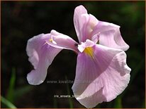 Iris ensata &#39;Topas&#39;