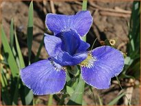 Iris sibirica &#39;Silver Edge&#39;