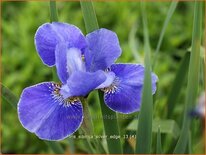 Iris sibirica &#39;Silver Edge&#39;