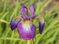 Iris sibirica &#39;Sparkling Rose&#39;