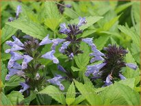 Nepeta manchuriensis &#39;Manchu Blue&#39;