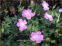 Geranium sanguineum 'Canon Miles'