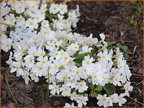 Primula &#39;Schneekissen&#39;