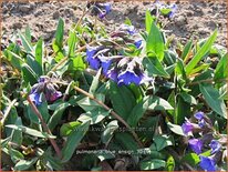 Pulmonaria &#39;Blue Ensign&#39;