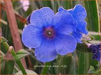 Pulmonaria &#39;Blue Ensign&#39;