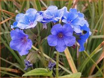 Pulmonaria &#39;Blue Ensign&#39;