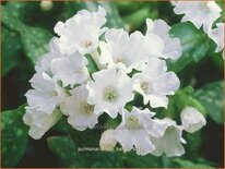 Pulmonaria 'Ice Ballet'