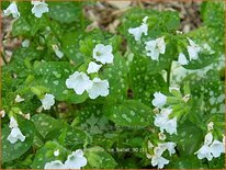 Pulmonaria 'Ice Ballet'