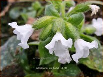 Pulmonaria 'Ice Ballet'