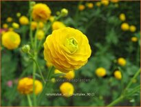 Ranunculus acris &#39;Multiplex&#39;