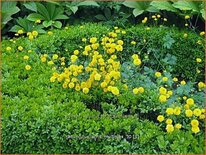 Ranunculus acris &#39;Multiplex&#39;