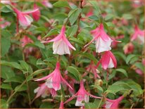 Fuchsia &#39;Lady Thumb&#39;