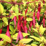 Fuchsia magellanica &#39;Aurea&#39;