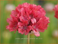 Armeria pseudarmeria &#39;Ballerina Red&#39;