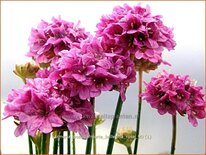 Armeria pseudarmeria &#39;Ballerina Rose&#39;