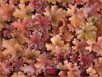 Heuchera &#39;Peach Crisp&#39;