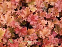 Heuchera &#39;Peach Crisp&#39;