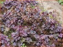 Heuchera 'Shanghai'