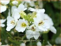 Arabis caucasica &#39;Snowcap&#39;