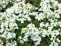 Arabis caucasica &#39;Snowcap&#39;