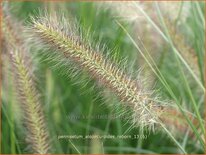 Pennisetum alopecuroides 'Reborn'