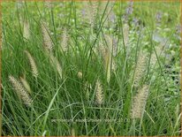 Pennisetum alopecuroides 'Reborn'