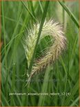 Pennisetum alopecuroides 'Reborn'