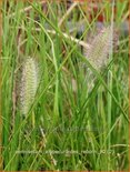 Pennisetum alopecuroides 'Reborn'