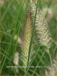 Pennisetum alopecuroides 'Reborn'