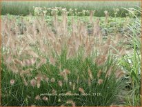 Pennisetum alopecuroides 'Reborn'