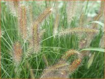 Pennisetum alopecuroides 'Reborn'