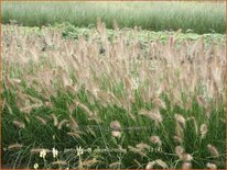 Pennisetum alopecuroides 'Reborn'