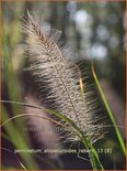 Pennisetum alopecuroides 'Reborn'