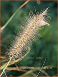 Pennisetum alopecuroides 'Reborn'