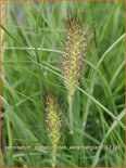 Pennisetum alopecuroides &#39;Weserbergland&#39;