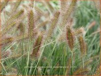 Pennisetum alopecuroides &#39;Weserbergland&#39;