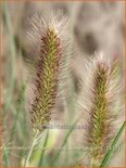 Pennisetum alopecuroides &#39;Weserbergland&#39;