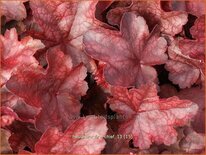 Heuchera &#39;Fire Chief&#39;