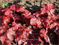 Heuchera &#39;Fire Chief&#39;