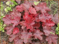 Heuchera &#39;Fire Chief&#39;