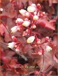 Heuchera &#39;Fire Chief&#39;