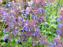 Nepeta grandiflora 'Pool Bank'