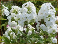 Phlox paniculata 'White Admiral'