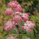 Rodgersia 'Die Stolze'