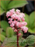 Rodgersia 'Die Stolze'