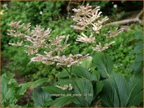 Rodgersia 'Die Stolze'