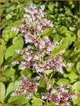 Rodgersia 'Die Stolze'